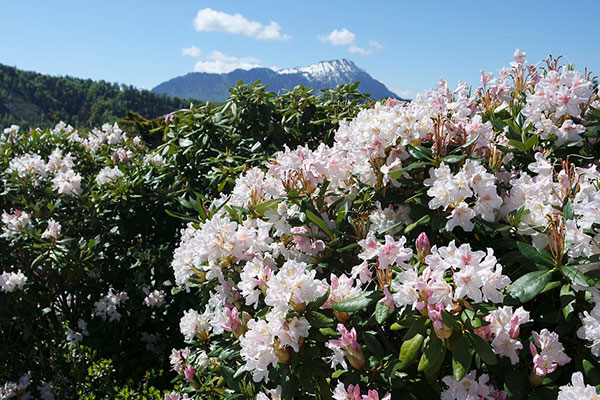 达古杜鹃花